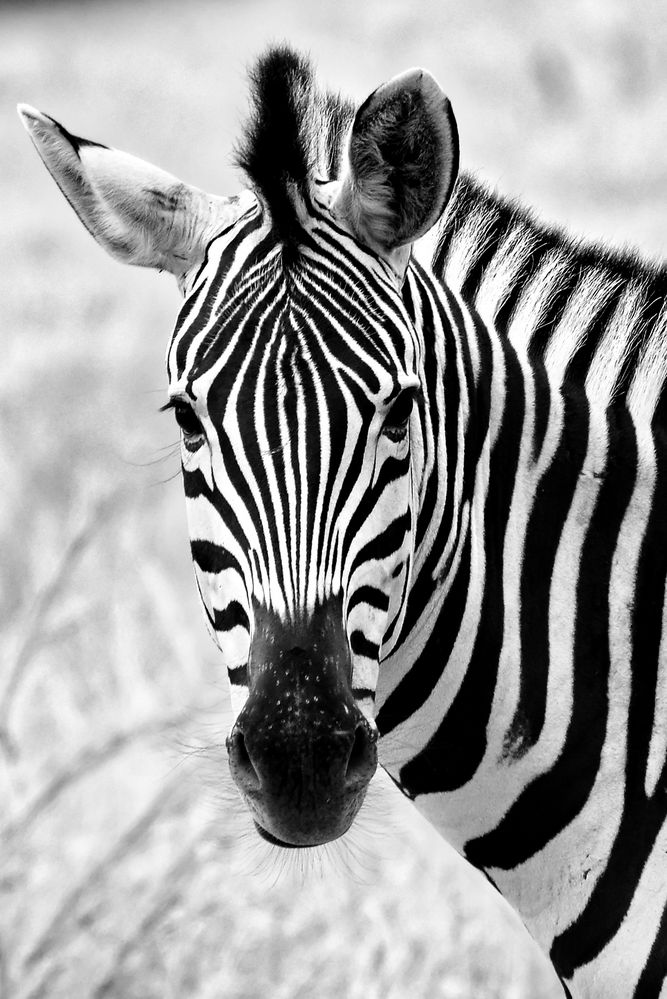 zebra