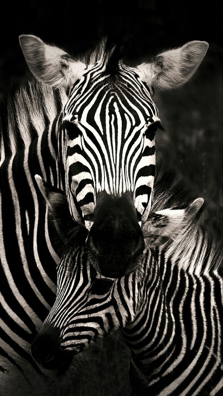 zebra